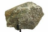 Fossil Sauropod Limb Bone Section with Metal Stand - Colorado #350610-1